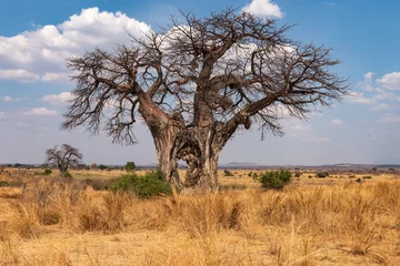 Fotobehang Baobab Large Baobab tree with hole through trunk - Tanzania  © Hans