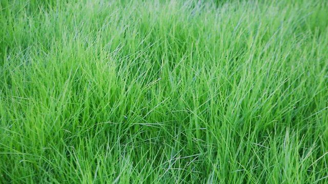 Camera panoramic moves over a dark green grass