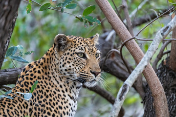 Leopard portrait - head and shoulders  close up