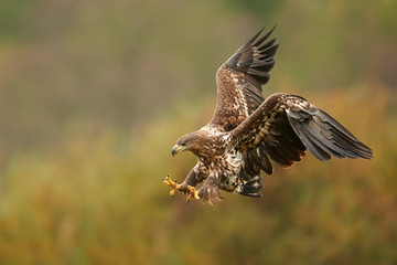 Fototapeta premium White tailed eagle (Haliaeetus albicilla) in autumn scenery