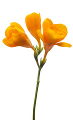 Naklejka premium yellow freesia flowers isolated on white background