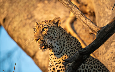 Fototapeta na wymiar Leopard growling in setting sun - perched in tall tree- portrait