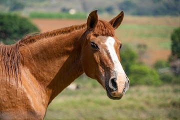 Fototapeta premium portrait of a horse