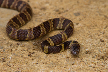A poisonous snake from the Atlantic Forest, Brazil