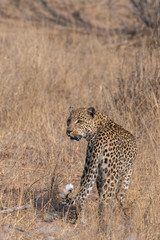 Leopard walking in tall grass looking over shoulder