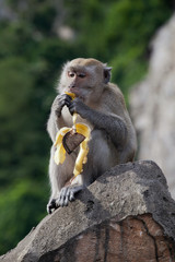 rare beautiful closeup portrait of one monkey eating banana sitting on rock