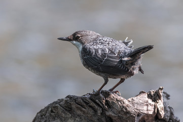 White-throated dipper