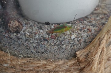 Käfer im Sand an Kerze