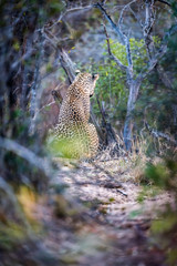 Fototapeta na wymiar Leopard sitting on haunches looking away from camera - dense bush frame