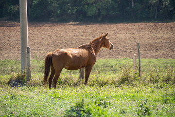 Naklejka premium horse and foal