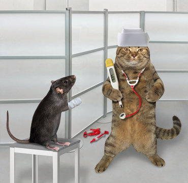 The black rat with a sore paw came to the veterinarian's clinic for an appointment. The cat is a doctor.
