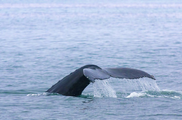 A whale's fin