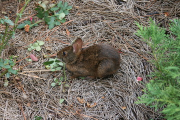 rabbit in the middle of a park