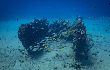 Naklejka na ściany i meble Underwater life from Maui