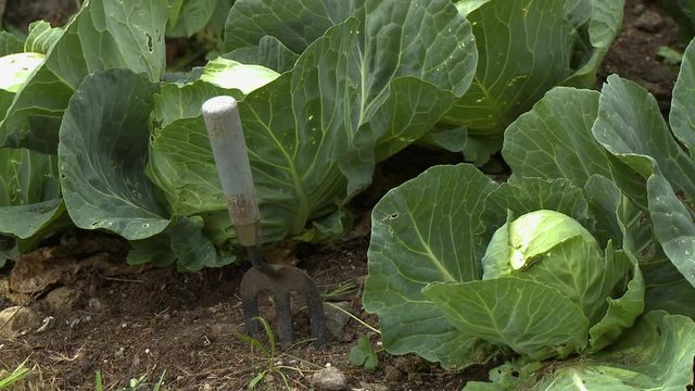 A hand rake in the ground beside rows of growing cauliflower plants
