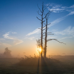 jesienny świt, wschód słońca i drzewa we mgle © Piotr Szpakowski
