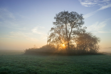jesienny świt, wschód słońca i drzewa we mgle - obrazy, fototapety, plakaty
