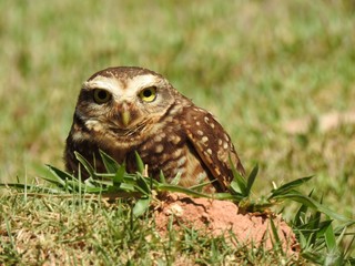 Close-up of a burrowing owl looking straight ahead on a sunny and bright day. In the background, unfocused green vegetation.