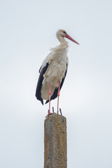 Stork sitting on a concrete pole
