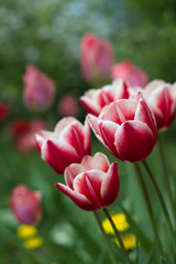 dwukolorowe tulipany w leni dzień