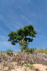 tree and blue sky