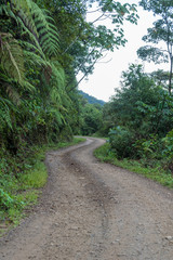 Fototapeta na wymiar Small stretch of remote Amazon jungle road in Manu National Park in Peru, South America