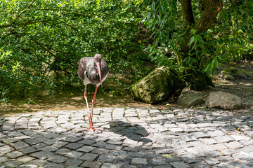 Black stork walking freely on a path.
