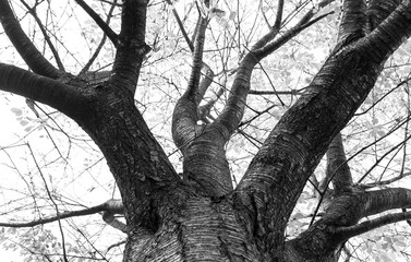 Tall thick tree trunk looking upwards