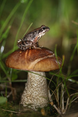 A brown frog sits on a boletus boletus mushroom in summer grass green