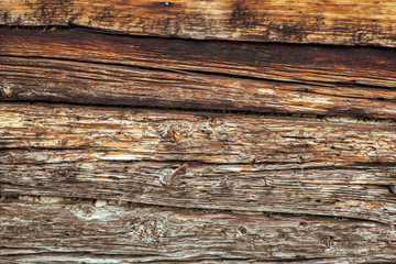 Termites eat old and decayed wooden planks