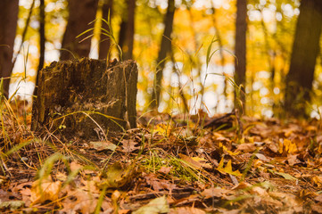 The floor of a forest in autumn with a stump