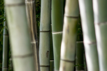 Obraz premium green bamboo garden pattern close up