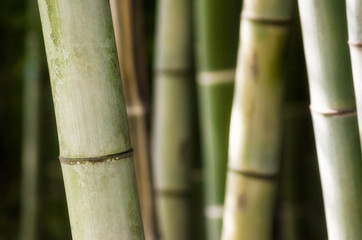 green bamboo forest close up pattern