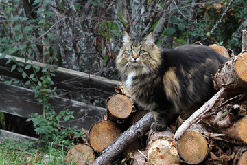 Eine hübsche braun-schwarze Norwegische Waldkatze auf einem Holzstapel