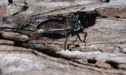 Field Cricket (Gryllus)