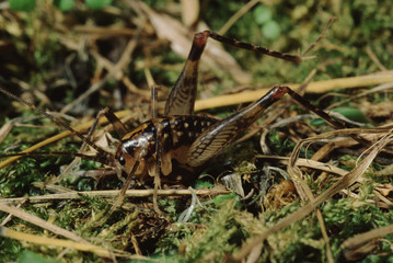 Cave Cricket (Rhaphidophoridae)