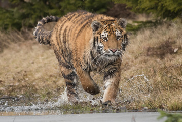 Siberian Tiger running. Beautiful, dynamic and powerful photo of this majestic animal. Set in environment typical for this amazing animal. Birches and meadows