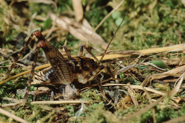 Cave Cricket (Rhaphidophoridae)