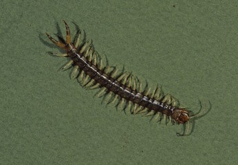 Centipede (Chilopoda)
