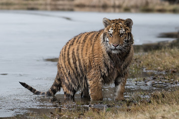 Siberian Tiger running. Beautiful, dynamic and powerful photo of this majestic animal. Set in environment typical for this amazing animal. Birches and meadows
