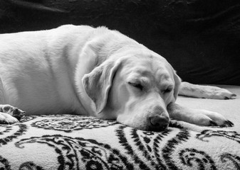 Labrador Misha taking a nap after a walk