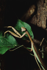 Chinese Praying Mantis (Tenodera Sinensis)