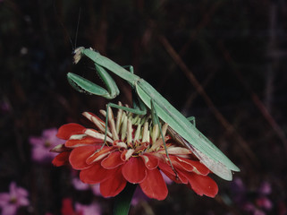 European Praying Mantis (Mantis Religiosa)