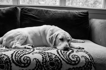 Labrador Misha resting