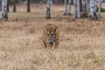 Siberian Tiger running. Beautiful, dynamic and powerful photo of this majestic animal. Set in environment typical for this amazing animal. Birches and meadows