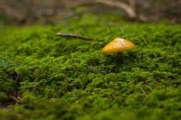Suillus grevillei - edible mushroom grows among the moss in the forest.