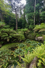Scenic view of a small pond, trees, ferns and other plants in a lush and verdant forest at the Pena Park in Sintra, Portugal.