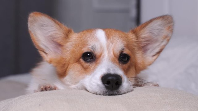 Cute red and white corgi lays on the sofa and stirs ears. Close up portrait of pretty  beautiful dog with expressive eyes.