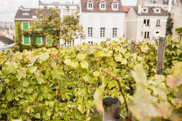 Fototapeta na wymiar Close-up of vine on a hill - winemaking france national culture