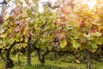 Grapevine in late autumn - grape harvest season